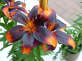 Foto: Dr. Peter Müller